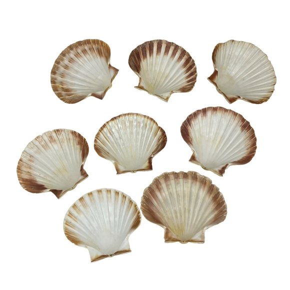 Scallop Baking Shells France Set of 8 Cuisine Crafts Decor - Picture 2 of 9
